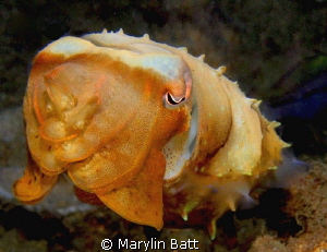 Small cuttlefish close up. by Marylin Batt 